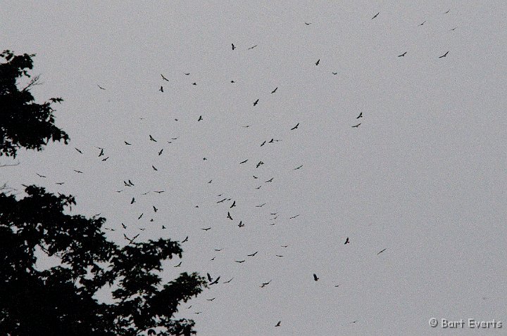 DSC_8380.jpg - migrating Swainson's Hawks