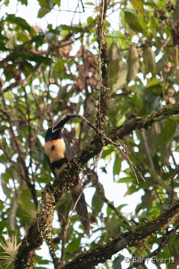 DSC_8385.jpg - Collared Aracari