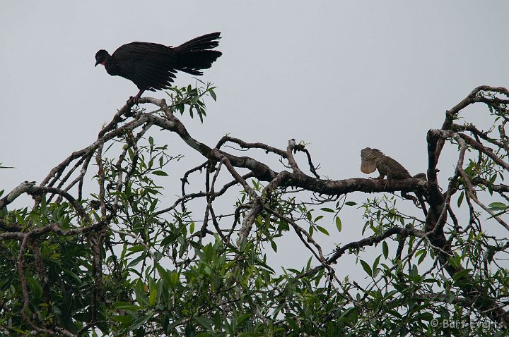 DSC_8390.jpg - Crested Guan and green Iguana