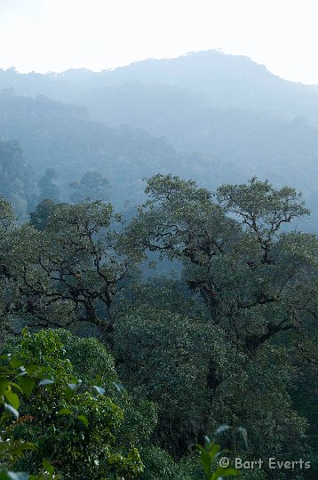 DSC_8905.jpg - cloudforest
