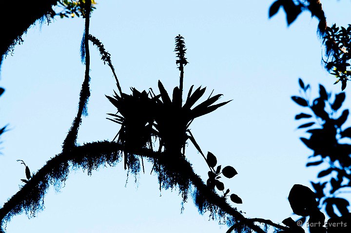 DSC_8920.jpg - Backlit bromelias