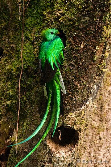 DSC_8588.jpg - The resplendent Quetzal male