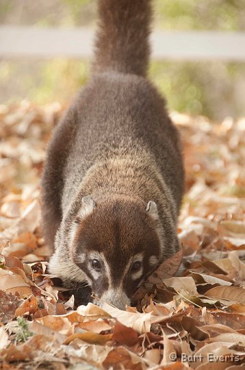 DSC_8401.jpg - hite-nosed Coati