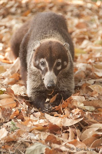 DSC_8403.jpg - White-nosed Coati