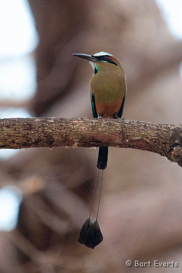 DSC_8449.jpg - the beautiful Turquoise-browed Motmot