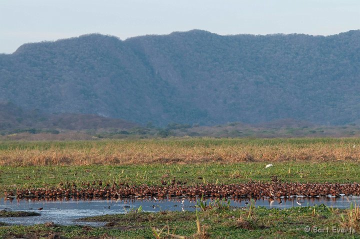 DSC_8451.jpg - black-bellied whistling ducks