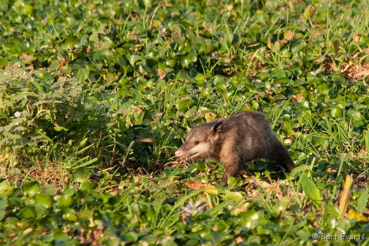 DSC_8460.jpg - Opossum