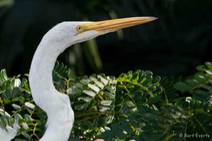 DSC_8468.jpg - Great White Egret