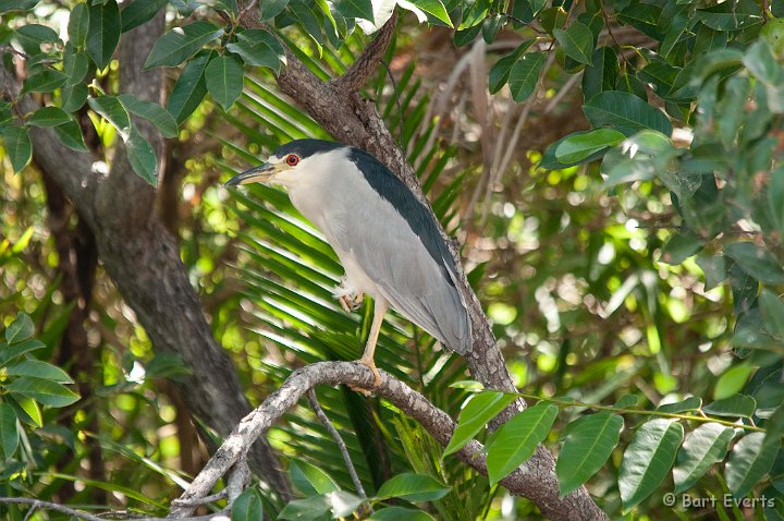 DSC_8480.jpg - Black-crowned Night Heron