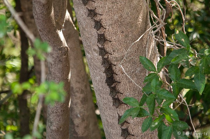 DSC_8486.jpg - Long-nosed Bat