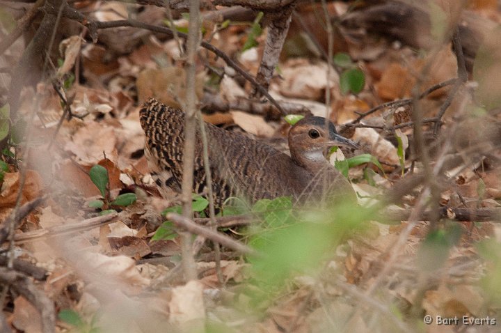 DSC_8545.jpg - Thicket Tinamou