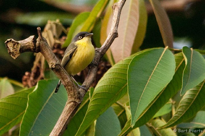 DSC_8135.jpg - Common Tody Flycather