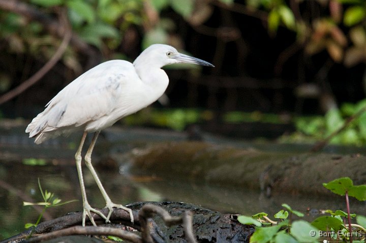 DSC_8184.jpg - Juvenile LIttle Blue Heron