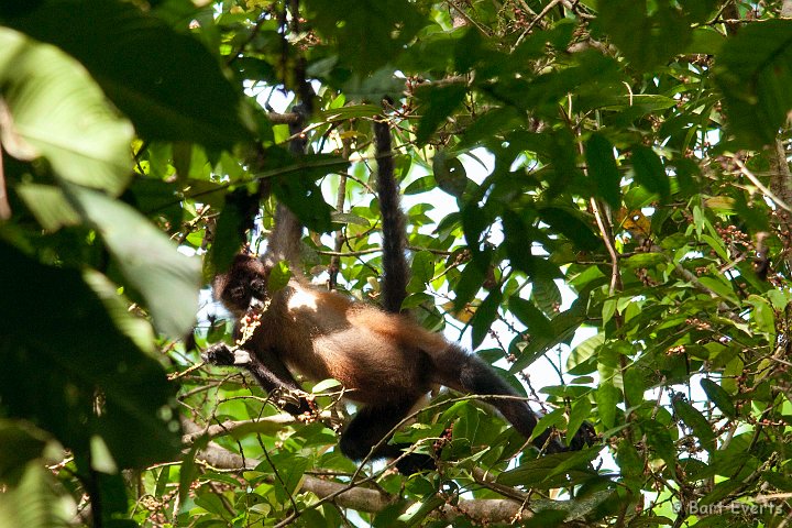 DSC_8217.jpg - Black-handed Spidermonkey