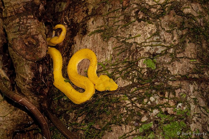 DSC_8241.jpg - Eyelash pitviper