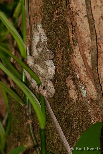 DSC_8252.jpg - Eyelash pitviper