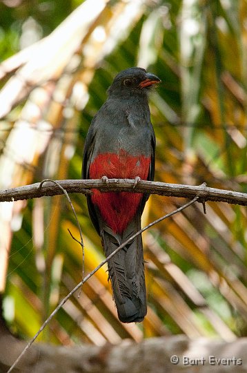 DSC_8256.jpg - female slaty-tailed trogon