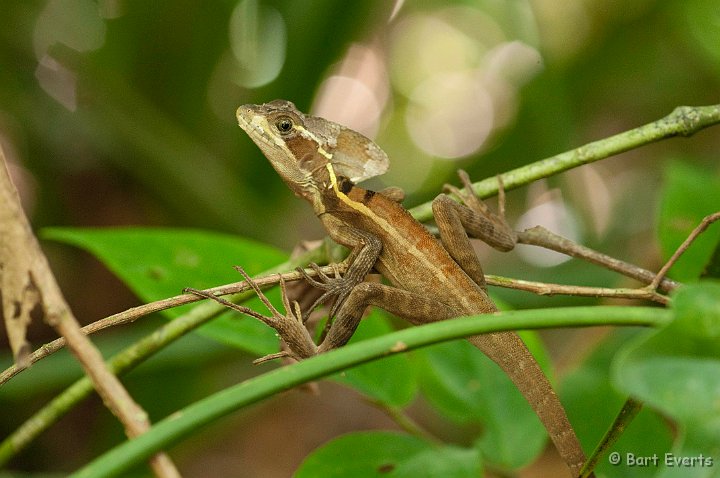 DSC_8266.jpg - Common Basilisk