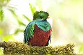 Monteverde