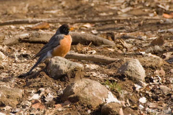 DSC_6827.jpg - Robin