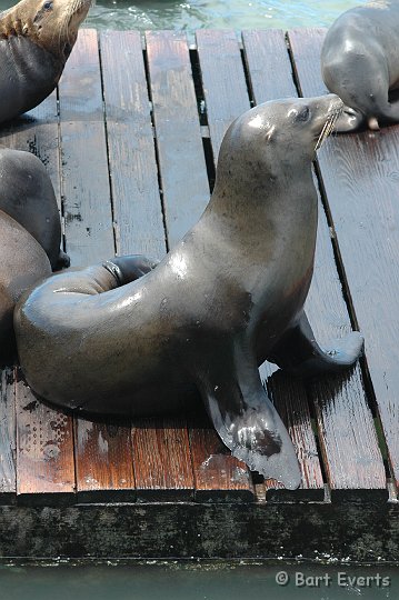 DSC_1653.JPG - California Sea Lion