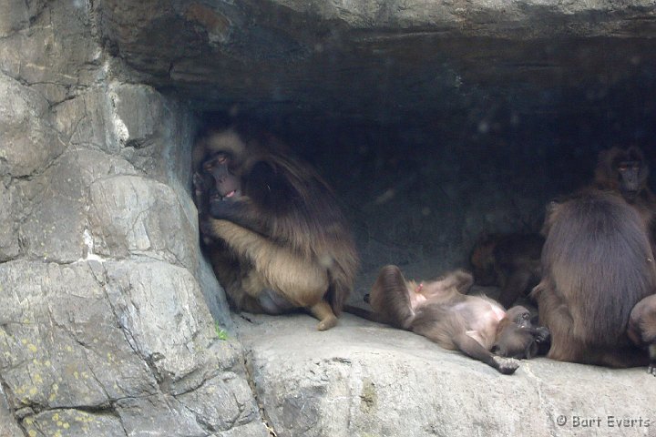 DSC_6809n.JPG - Gelada baboons