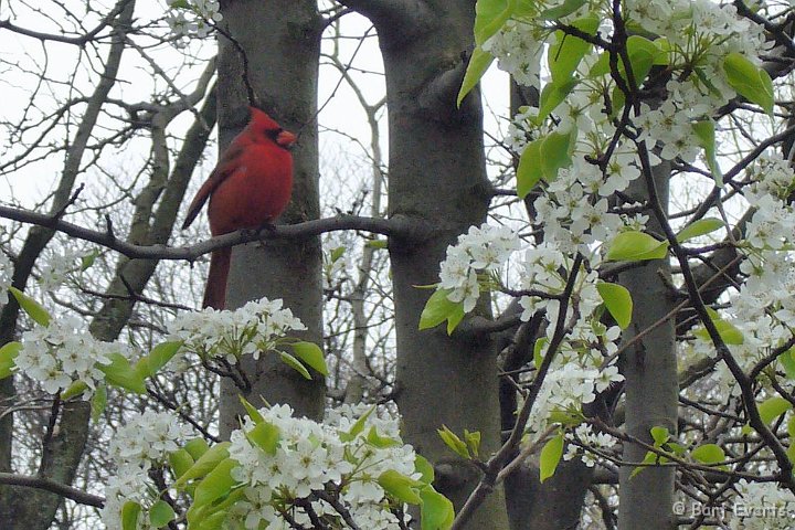 DSC_6809o.JPG - Red Cardinal