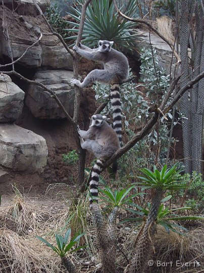 DSC_6809p.JPG - Ringtailed makis