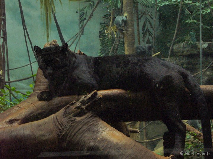 DSC_6809q.JPG - Black panther