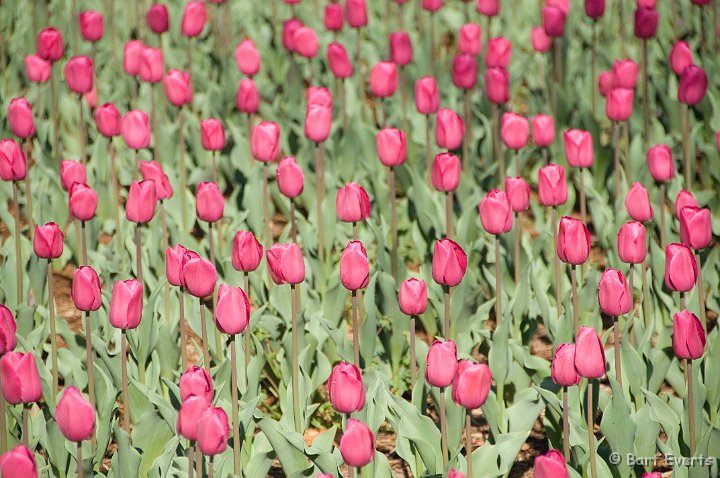 DSC_6743.jpg - Tulips are all around