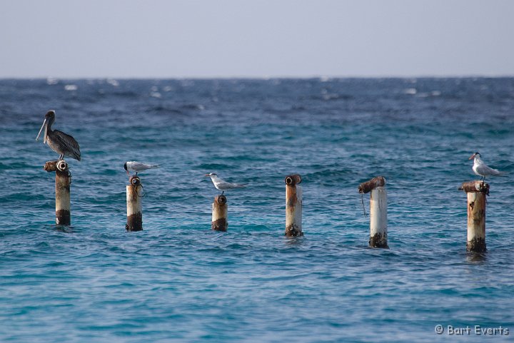 DSC_1279.jpg - Brown Pelican with Royal Terns