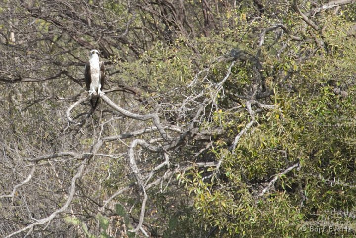 DSC_1282.jpg - Osprey