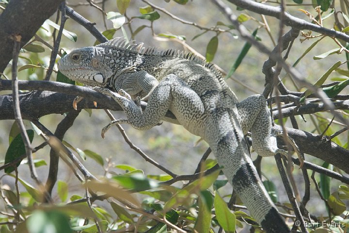 DSC_1291.jpg - Green Iguana lizard