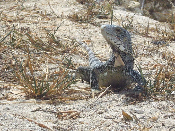 P1000707.jpg - Green Iguana lizard