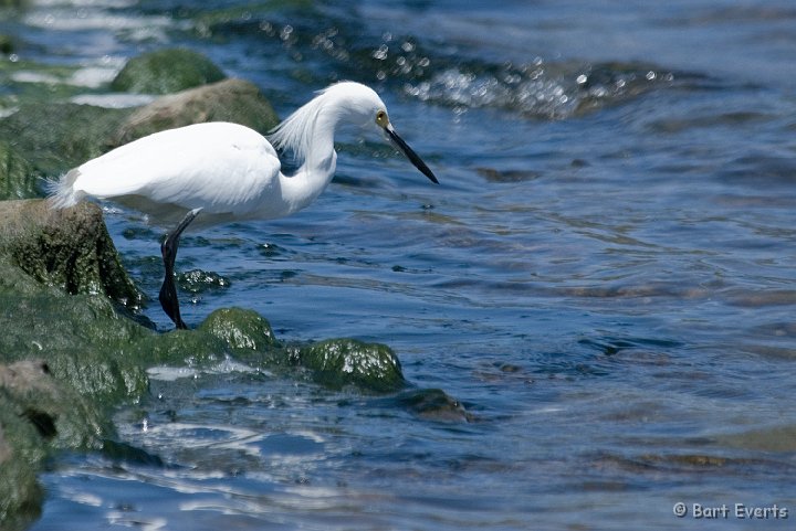 DSC_1272.jpg - Snowy egret