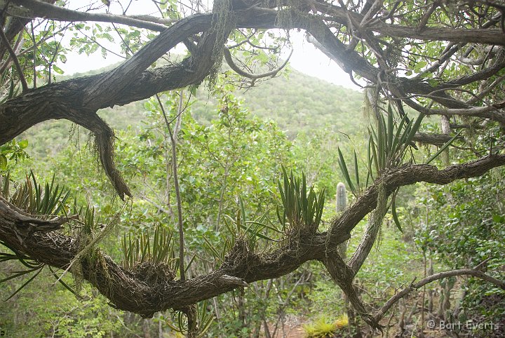 DSC_0959.jpg - Epiphytes on a tree