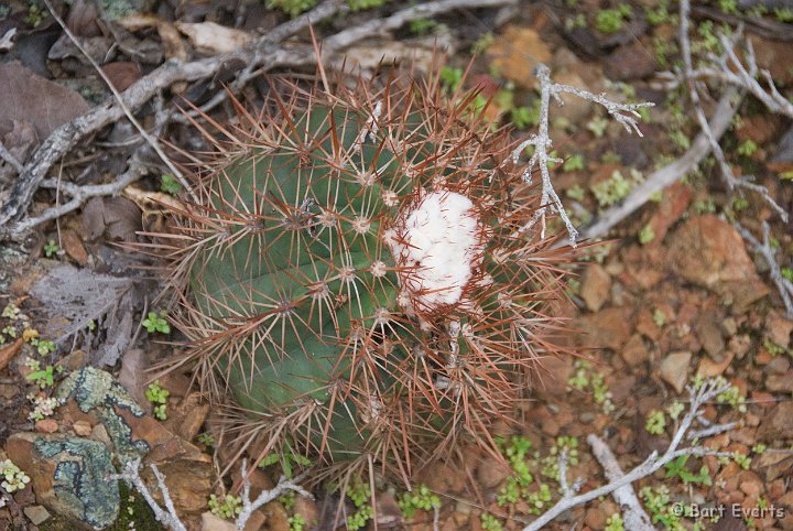 DSC_0960.jpg - cactus