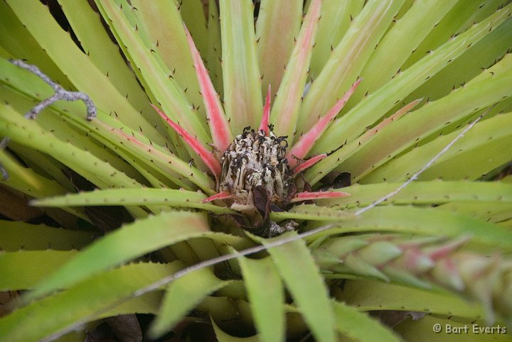 DSC_0961.jpg - Bromelia