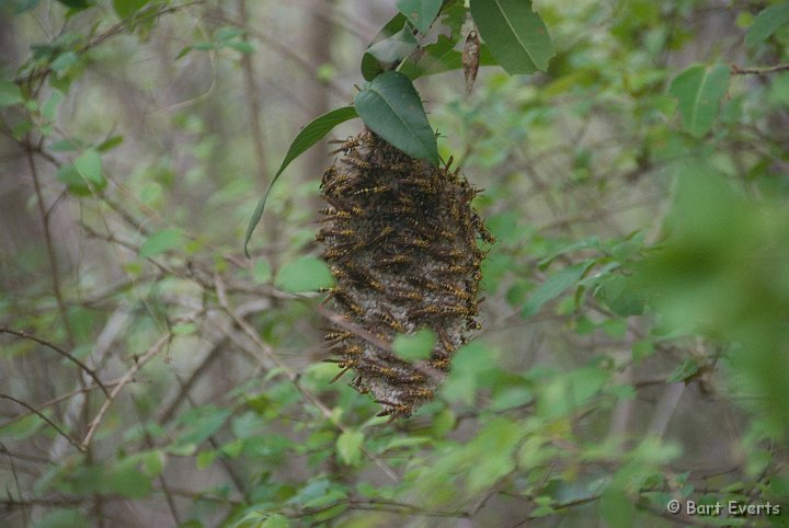 DSC_0965.jpg - Beehive