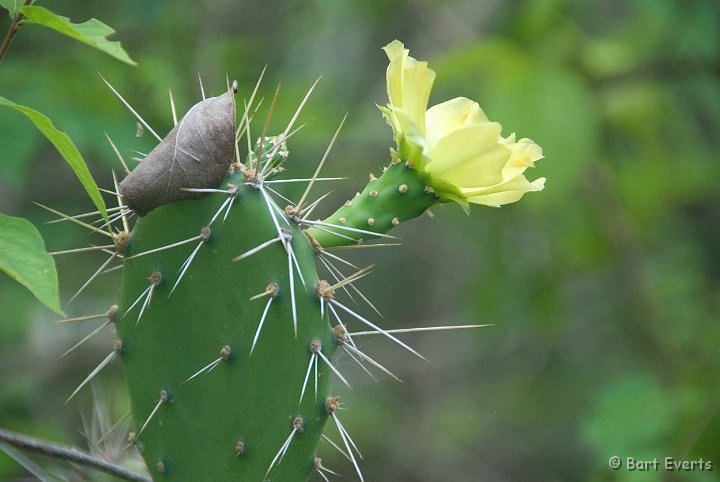 DSC_0968.jpg - blossoming disc cactus (Opuntia wentianan)