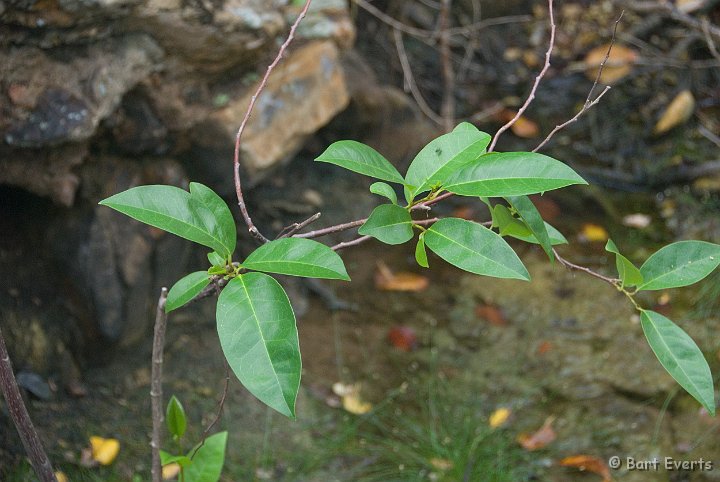 DSC_0970.jpg - Endemic plant for Curacao (forgot name)