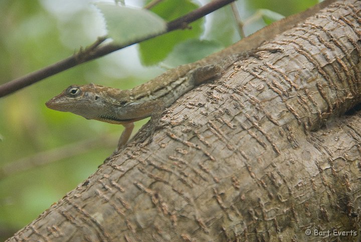 DSC_0980.jpg - toteki anolis