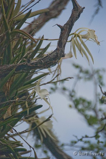 DSC_0987.jpg - Orchid (Brassavloa nodosa)