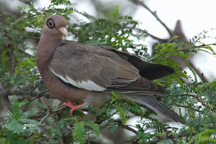 DSC_1014.jpg - Naked-eyed dove