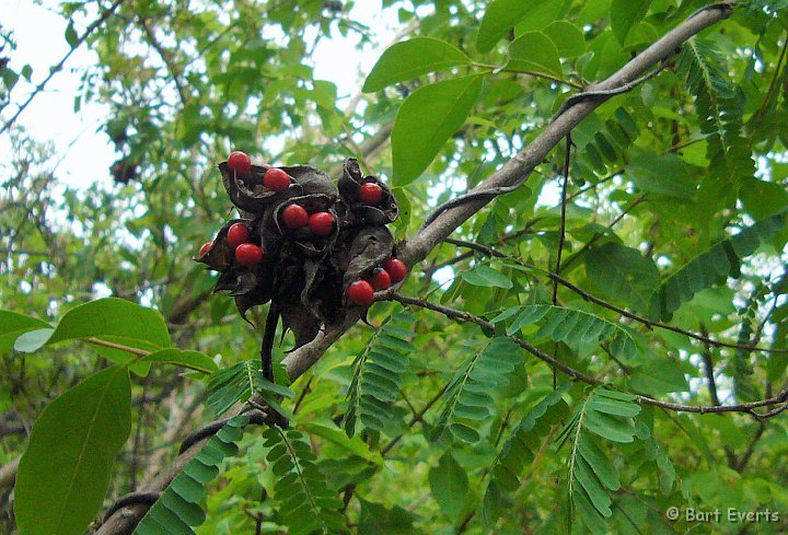 P1000605.jpg - Strange berries