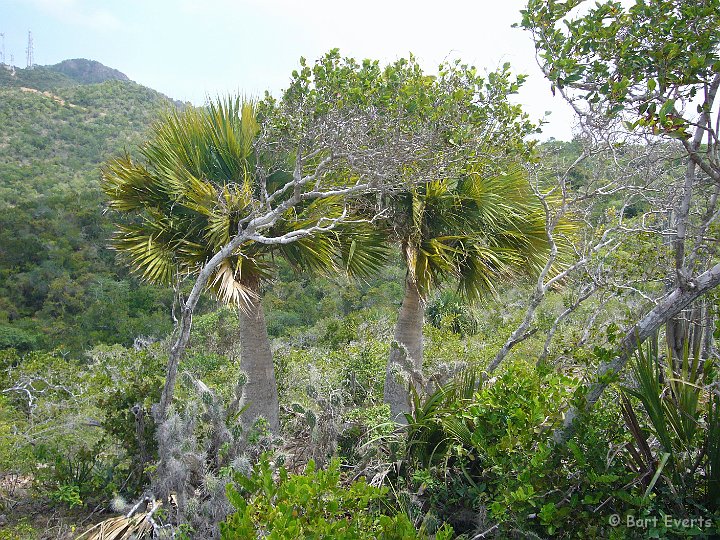 P1000620.jpg - Sabal Palms