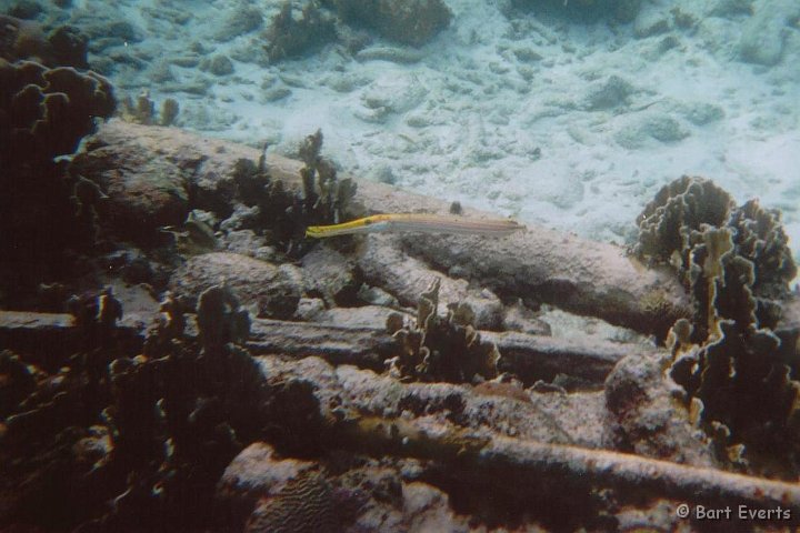 11.jpg - Trumpetfish