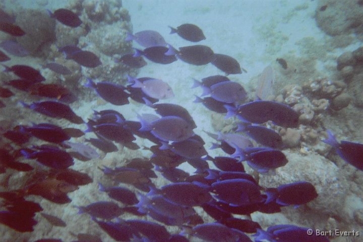 8.jpg - Blue Tangs