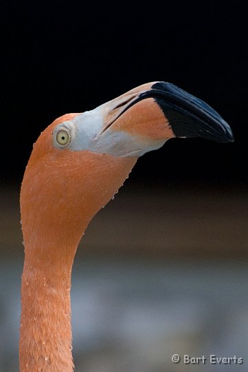 DSC_1202.jpg - Caribbean flamingo