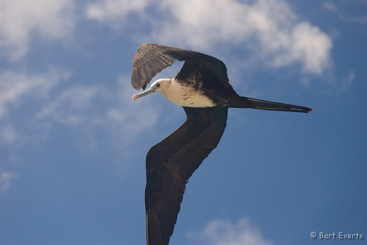 DSC_1210.jpg - immature magnificant frigatbird